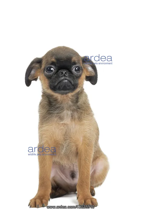 : Dog Small Brabant Griffon / Petit Brabancon puppy : Dog Small Brabant Griffon / Petit Brabancon puppy