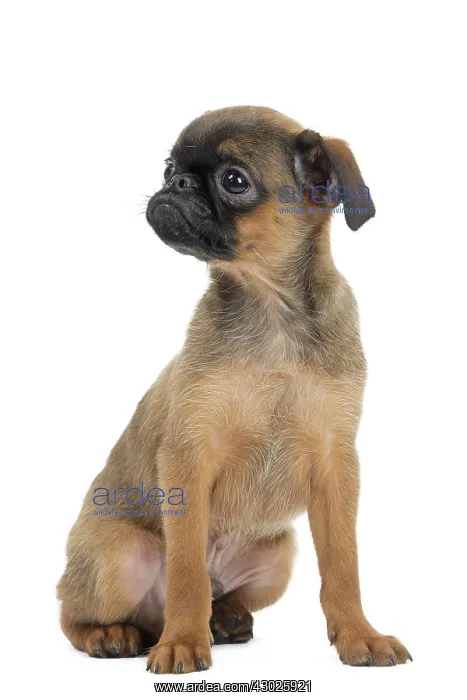 : Dog Small Brabant Griffon / Petit Brabancon puppy : Dog Small Brabant Griffon / Petit Brabancon puppy