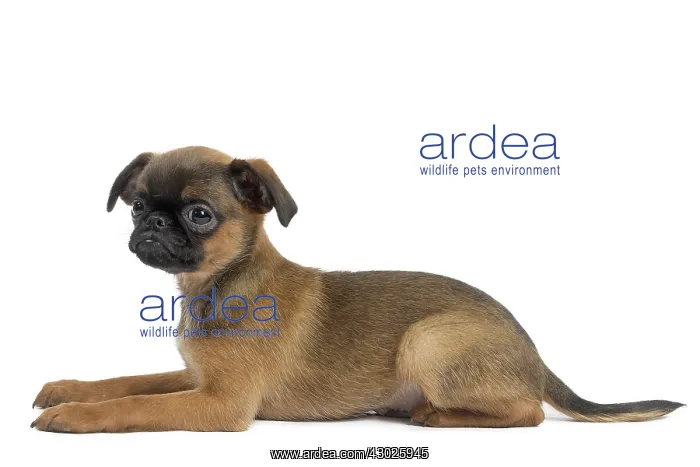 : Dog Small Brabant Griffon / Petit Brabancon puppy : Dog Small Brabant Griffon / Petit Brabancon puppy