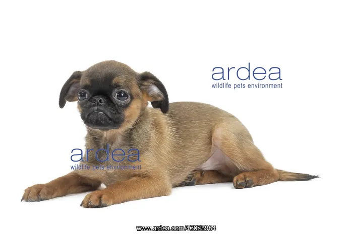 : Dog Small Brabant Griffon / Petit Brabancon puppy : Dog Small Brabant Griffon / Petit Brabancon puppy