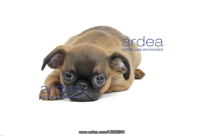 : Dog Small Brabant Griffon / Petit Brabancon puppy : Dog Small Brabant Griffon / Petit Brabancon puppy
