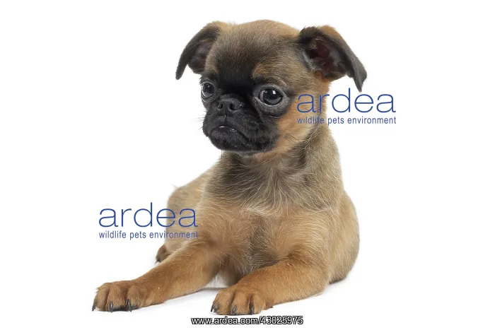 : Dog Small Brabant Griffon / Petit Brabancon puppy : Dog Small Brabant Griffon / Petit Brabancon puppy