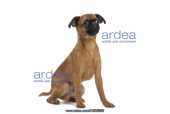  : Dog Small Brabant Griffon  /  Petit Brabancon puppy