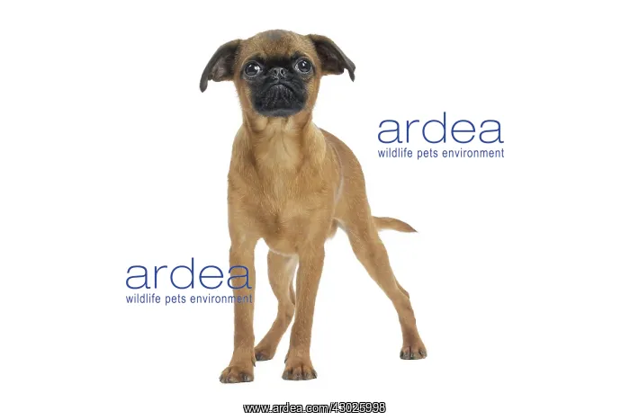 : Dog Small Brabant Griffon / Petit Brabancon puppy : Dog Small Brabant Griffon / Petit Brabancon puppy