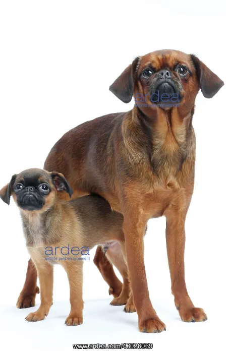 : Dog Small Brabant Griffon / Petit Brabancon with puppy : Dog Small Brabant Griffon / Petit Brabancon with puppy