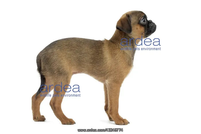 : Dog Small Brabant Griffon / Petit Brabancon puppy : Dog Small Brabant Griffon / Petit Brabancon puppy
