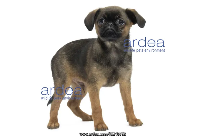 : Dog Small Brabant Griffon / Petit Brabancon puppy : Dog Small Brabant Griffon / Petit Brabancon puppy