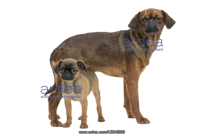 : Dog Small Brabant Griffon / Petit Brabancon with puppy : Dog Small Brabant Griffon / Petit Brabancon with puppy