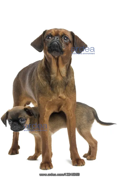 : Dog Small Brabant Griffon / Petit Brabancon with puppy : Dog Small Brabant Griffon / Petit Brabancon with puppy