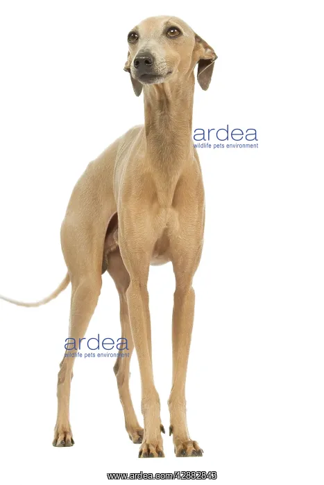: Dog - Small Italian Greyhound - in studio : Dog - Small Italian Greyhound - in studio
