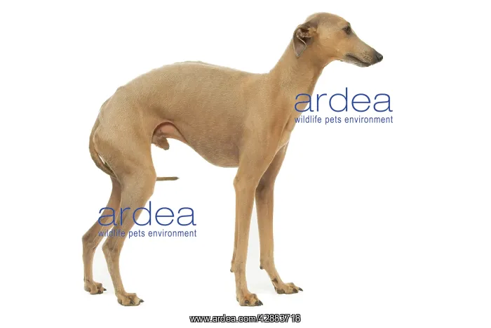 : Dog - Small Italian Greyhound - in studio : Dog - Small Italian Greyhound - in studio