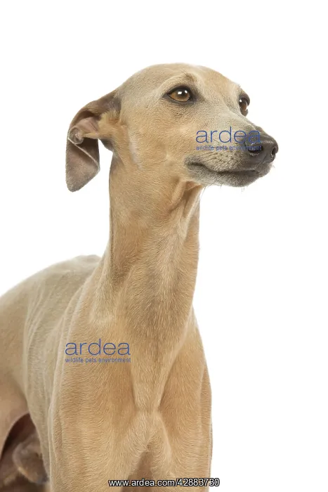 : Dog - Small Italian Greyhound - in studio : Dog - Small Italian Greyhound - in studio