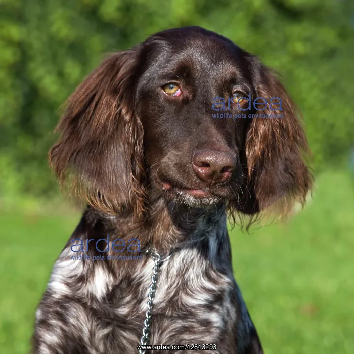 : Dog - Small Munsterlander : Dog - Small Munsterlander