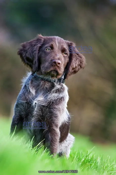 : Dog - Small Munsterlander : Dog - Small Munsterlander