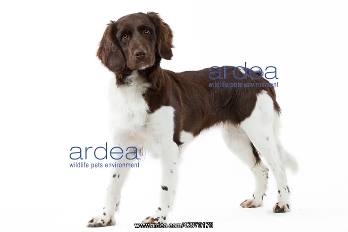  : Dog - Small Munsterlander