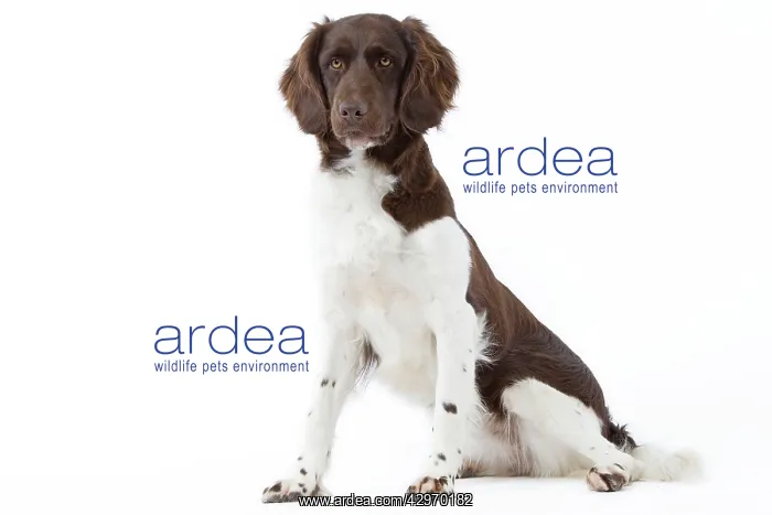  : Dog - Small Munsterlander