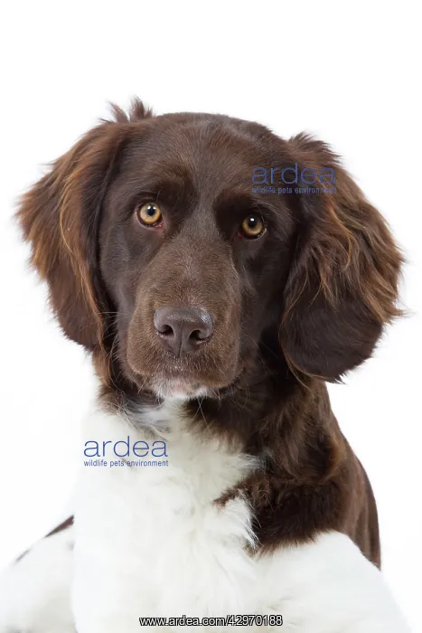  : Dog - Small Munsterlander
