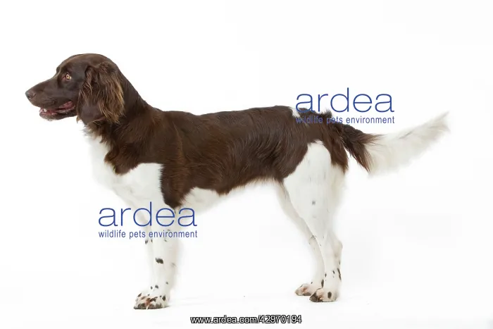  : Dog - Small Munsterlander