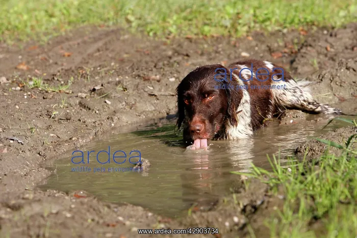 : Dog - Small Munsterlander - drinking water from puddle : Dog - Small Munsterlander - drinking water from puddle