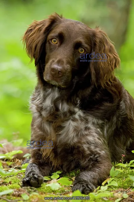 : Dog - Small Munsterlander (Kleiner Munsterlander) : Dog - Small Munsterlander (Kleiner Munsterlander)