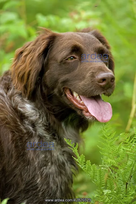 : Dog - Small Munsterlander (Kleiner Munsterlander) : Dog - Small Munsterlander (Kleiner Munsterlander)