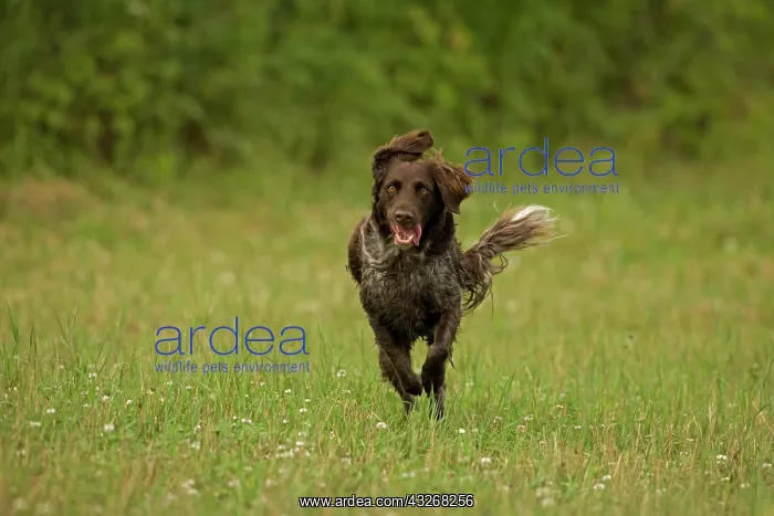 : Dog - Small Munsterlander (Kleiner Munsterlander) : Dog - Small Munsterlander (Kleiner Munsterlander)