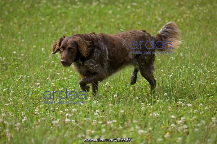: Dog - Small Munsterlander (Kleiner Munsterlander) : Dog - Small Munsterlander (Kleiner Munsterlander)