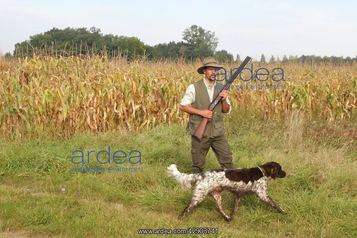 : Dog - Small Munsterlander - being used as gundog with man : Dog - Small Munsterlander - being used as gundog with man