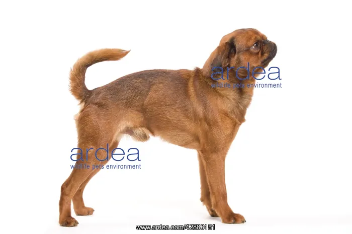 : Dog - Smooth Brussels Griffon / Petit Brabancon : Dog - Smooth Brussels Griffon / Petit Brabancon