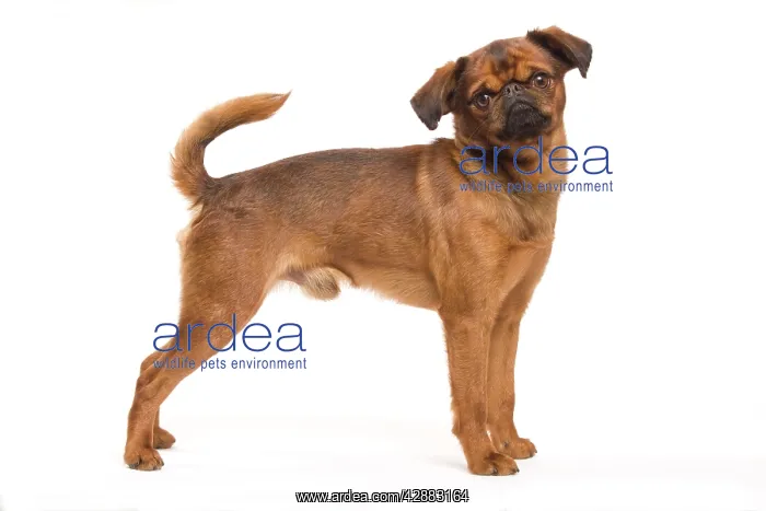 : Dog - Smooth Brussels Griffon / Petit Brabancon : Dog - Smooth Brussels Griffon / Petit Brabancon