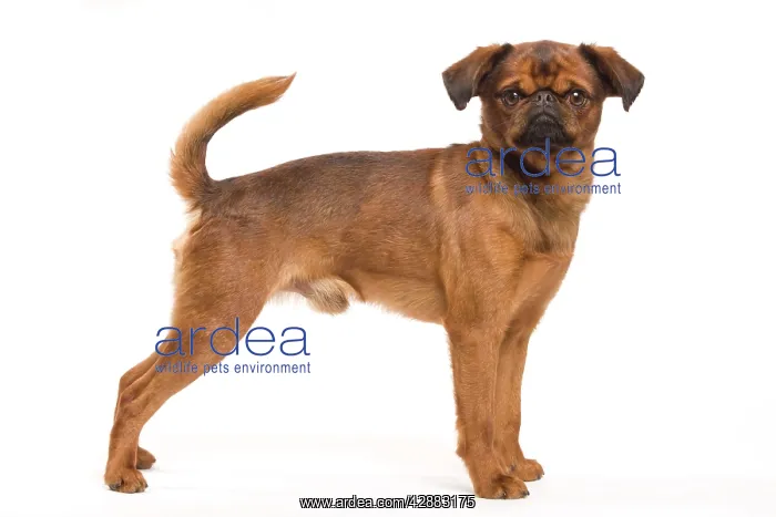 : Dog - Smooth Brussels Griffon / Petit Brabancon : Dog - Smooth Brussels Griffon / Petit Brabancon