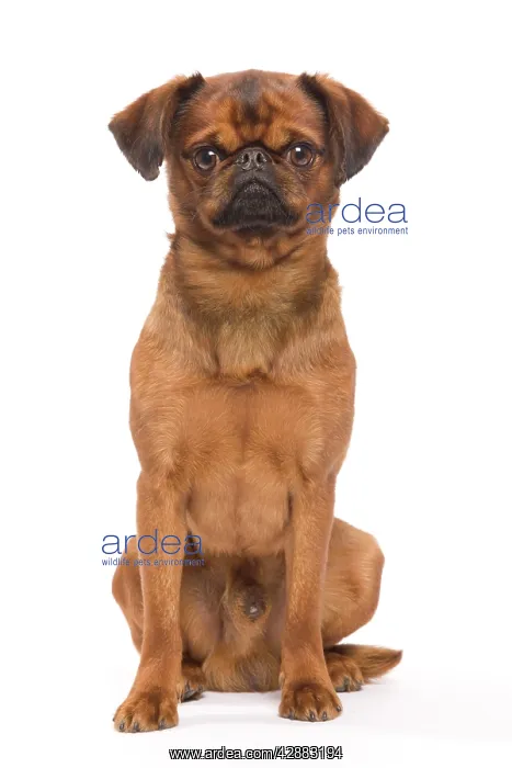 : Dog - Smooth Brussels Griffon / Petit Brabancon : Dog - Smooth Brussels Griffon / Petit Brabancon