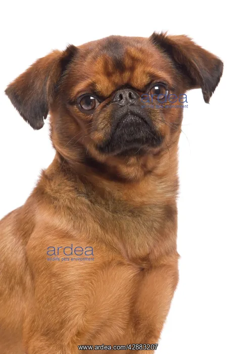 : Dog - Smooth Brussels Griffon / Petit Brabancon : Dog - Smooth Brussels Griffon / Petit Brabancon