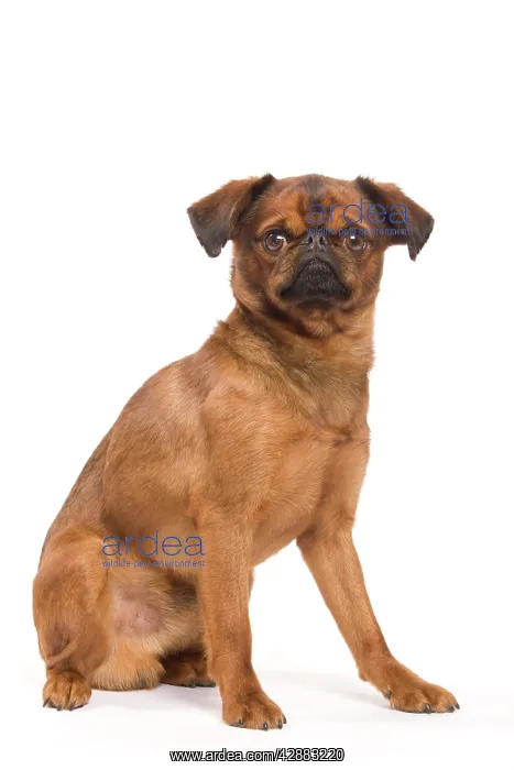 : Dog - Smooth Brussels Griffon / Petit Brabancon : Dog - Smooth Brussels Griffon / Petit Brabancon
