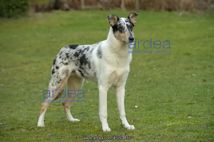 : DOG. Smooth Collie : DOG. Smooth Collie