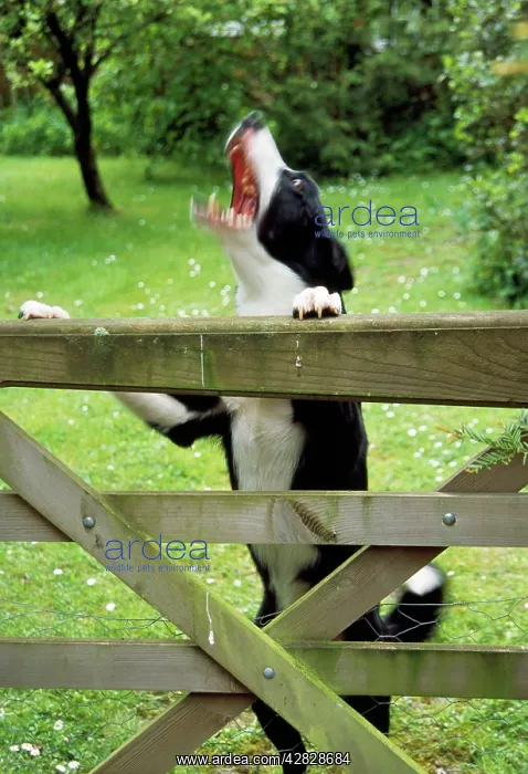  : DOG - Smooth Collie barking at gate