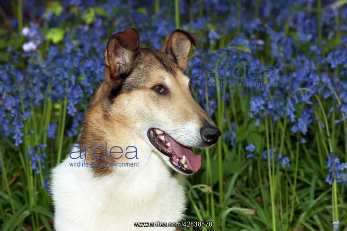  : DOG - Smooth collie in bluebells