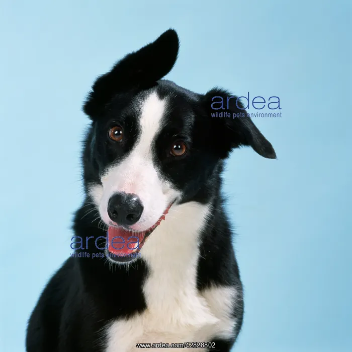  : DOG - Smooth Collie Dog