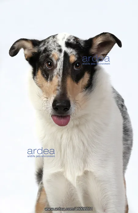 : DOG. Smooth Collie, head & shoulders, face : DOG. Smooth Collie, head & shoulders, face