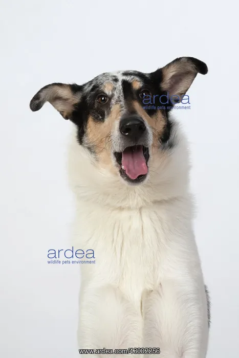 : DOG. Smooth Collie, head & shoulders, face : DOG. Smooth Collie, head & shoulders, face