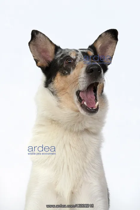 : DOG. Smooth Collie, head & shoulders, face : DOG. Smooth Collie, head & shoulders, face