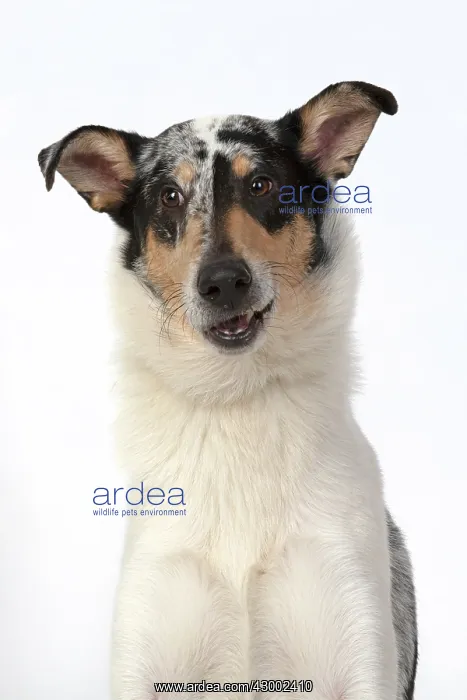 : DOG. Smooth Collie, head & shoulders, face : DOG. Smooth Collie, head & shoulders, face