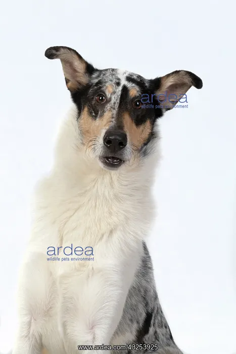 : DOG. Smooth Collie, head & shoulders, face : DOG. Smooth Collie, head & shoulders, face