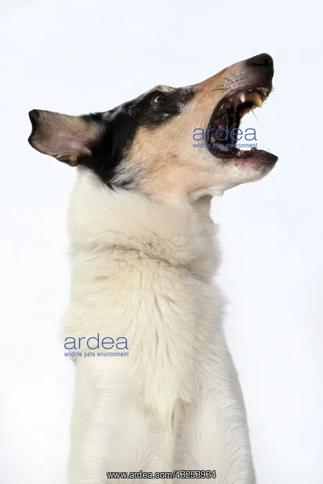 : DOG. Smooth Collie, head & shoulders, face : DOG. Smooth Collie, head & shoulders, face