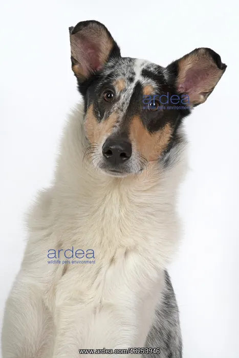 : DOG. Smooth Collie, head & shoulders, face : DOG. Smooth Collie, head & shoulders, face