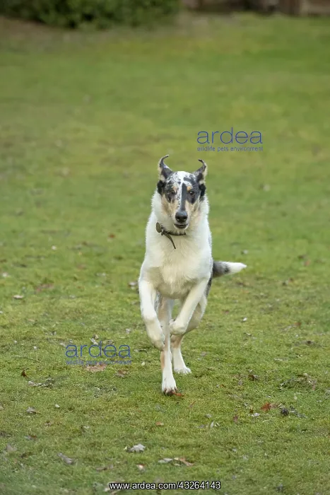 : DOG. Smooth Collie, running to camera : DOG. Smooth Collie, running to camera