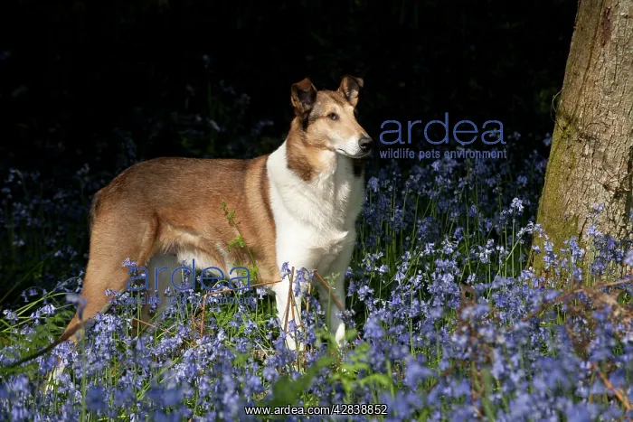  : DOG - Smooth collie standing in bluebells