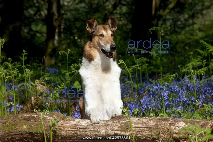  : DOG - Smooth collie standing in bluebells