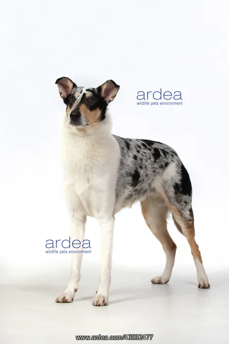 : DOG. Smooth Collie, standing, studio, white background : DOG. Smooth Collie, standing, studio, white background