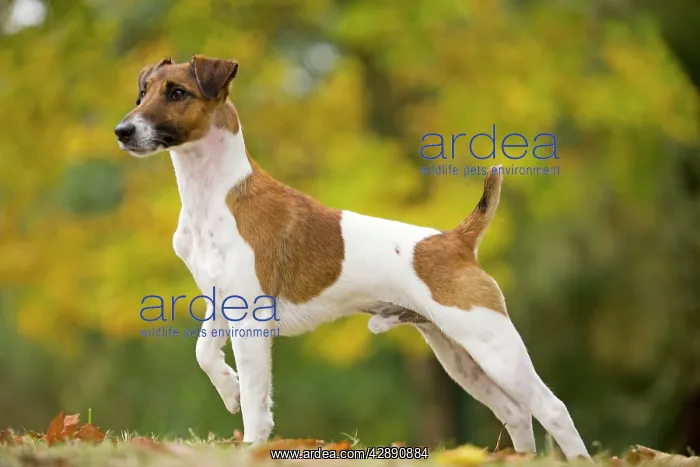  : Dog - Smooth Fox Terrier